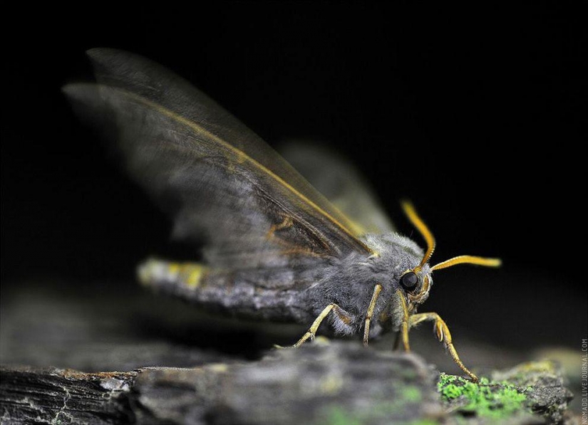 Un Microcosmos Del Lago Baikal Un Microcosmos Del Lago Baikal