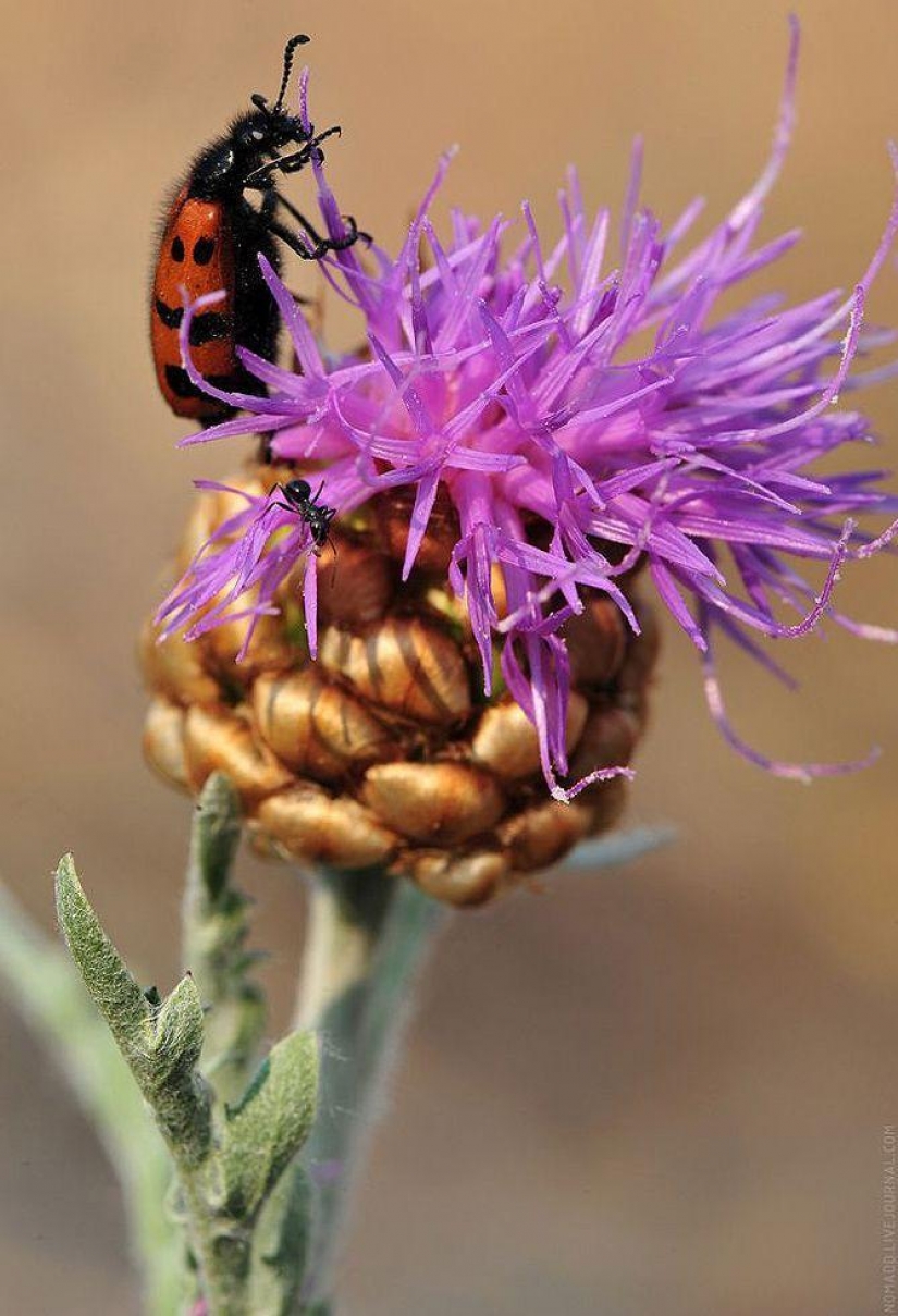 Un Microcosmos Del Lago Baikal Un Microcosmos Del Lago Baikal