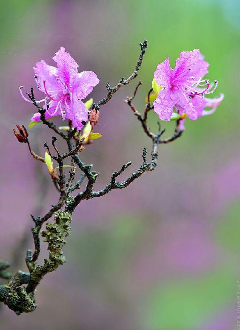 Un Microcosmos Del Lago Baikal Un Microcosmos Del Lago Baikal