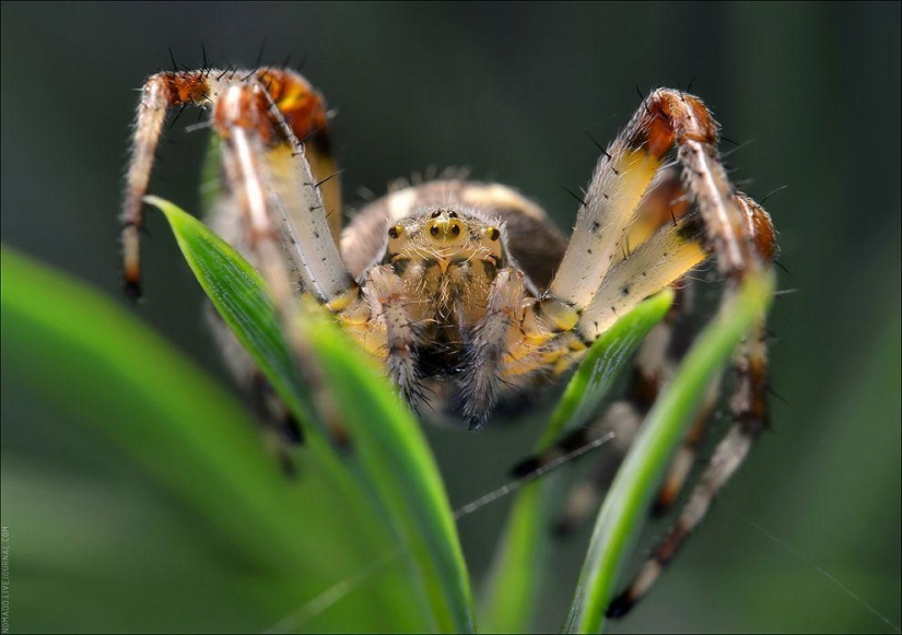 Un Microcosmos Del Lago Baikal Un Microcosmos Del Lago Baikal