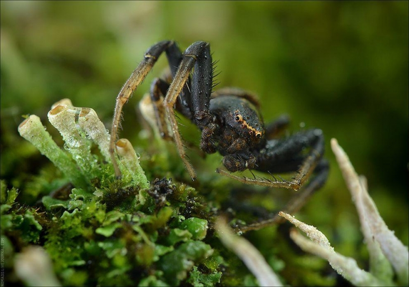 Un Microcosmos Del Lago Baikal Un Microcosmos Del Lago Baikal
