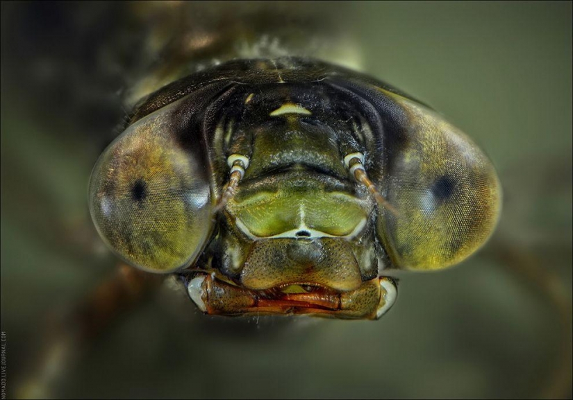 Un Microcosmos Del Lago Baikal Un Microcosmos Del Lago Baikal