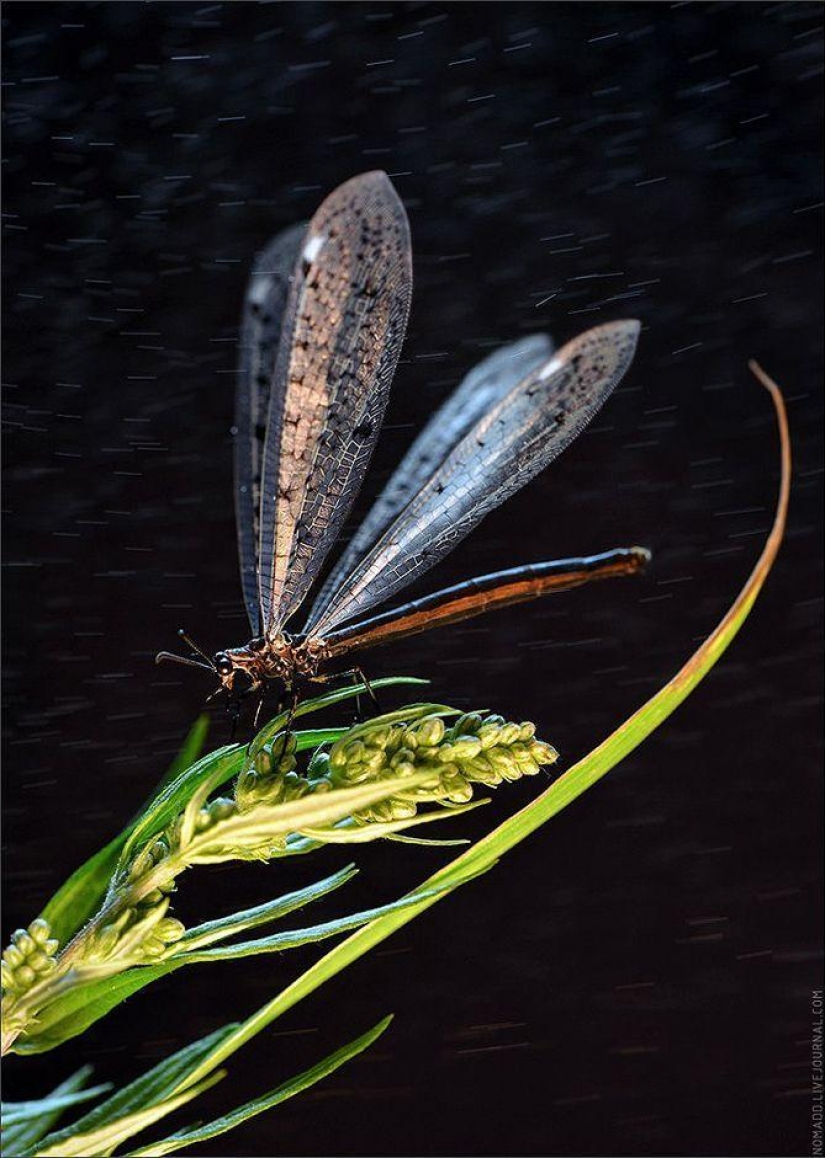 Un Microcosmos Del Lago Baikal Un Microcosmos Del Lago Baikal
