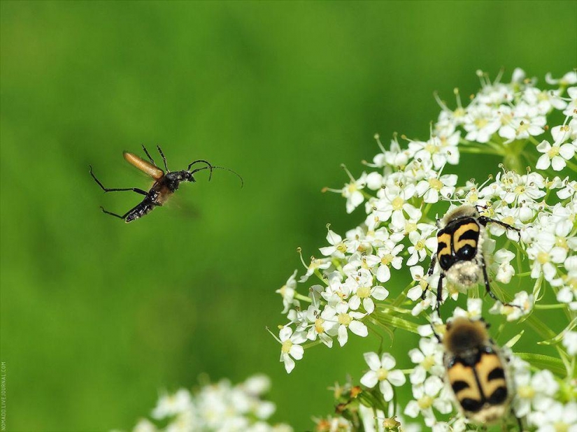 Un Microcosmos Del Lago Baikal Un Microcosmos Del Lago Baikal