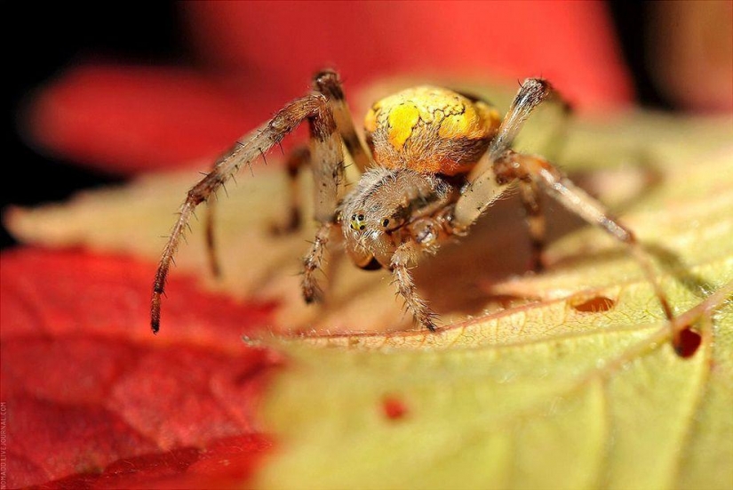 Un Microcosmos Del Lago Baikal Un Microcosmos Del Lago Baikal
