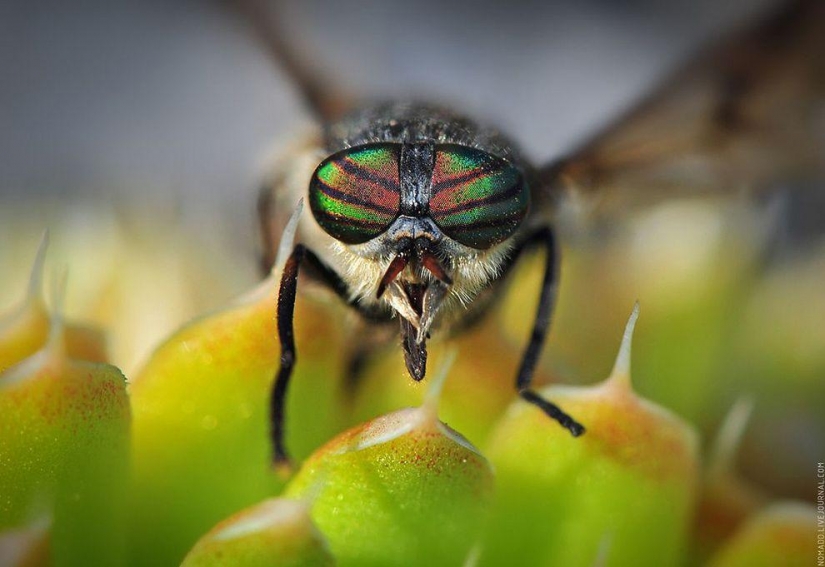 Un Microcosmos Del Lago Baikal Un Microcosmos Del Lago Baikal
