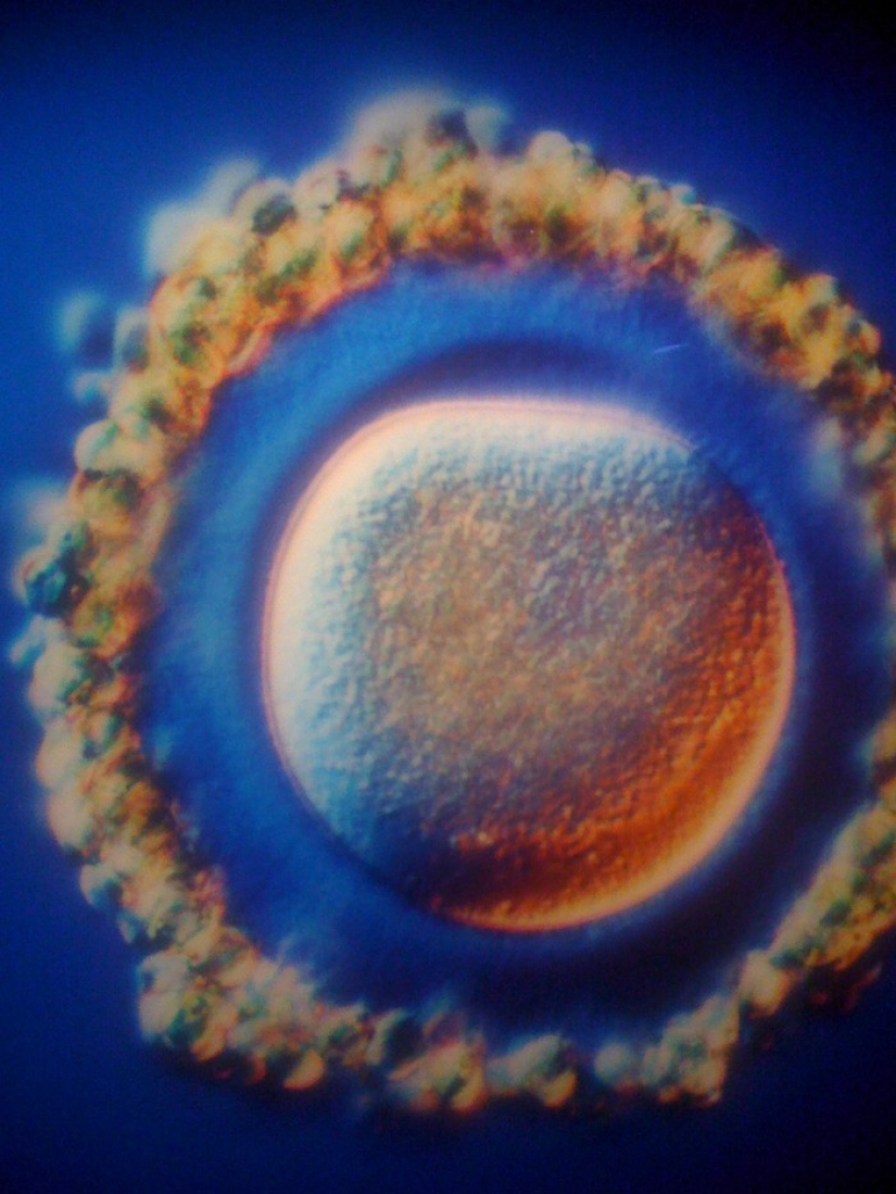 Unique footage from conception to birth Unique footage from conception to birth