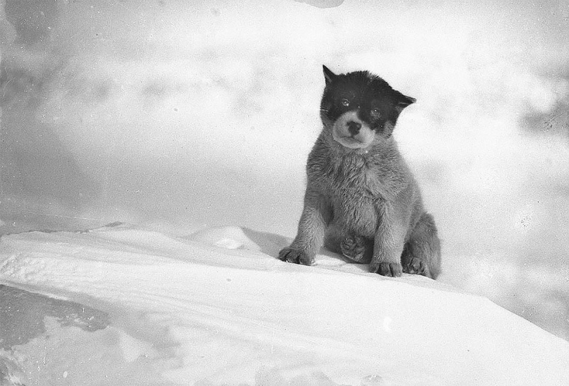 Unique photos from the first Australian Antarctic expedition 1911-1914 years