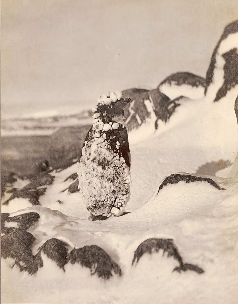 Unique photos from the first Australian Antarctic expedition 1911-1914 years