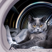 Utiliza tres de los nueve vidas: el gato pasó 12 horrible minutos en la secadora.