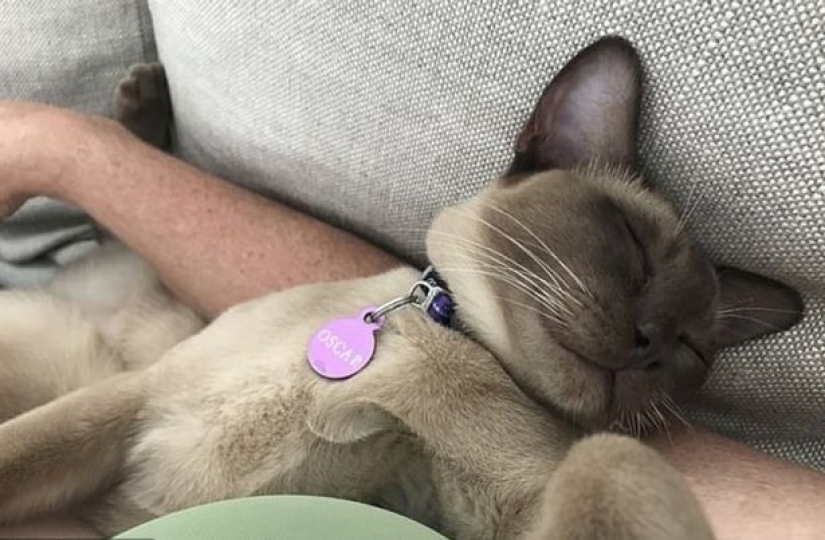 Utiliza tres de los nueve vidas: el gato pasó 12 horrible minutos en la secadora.