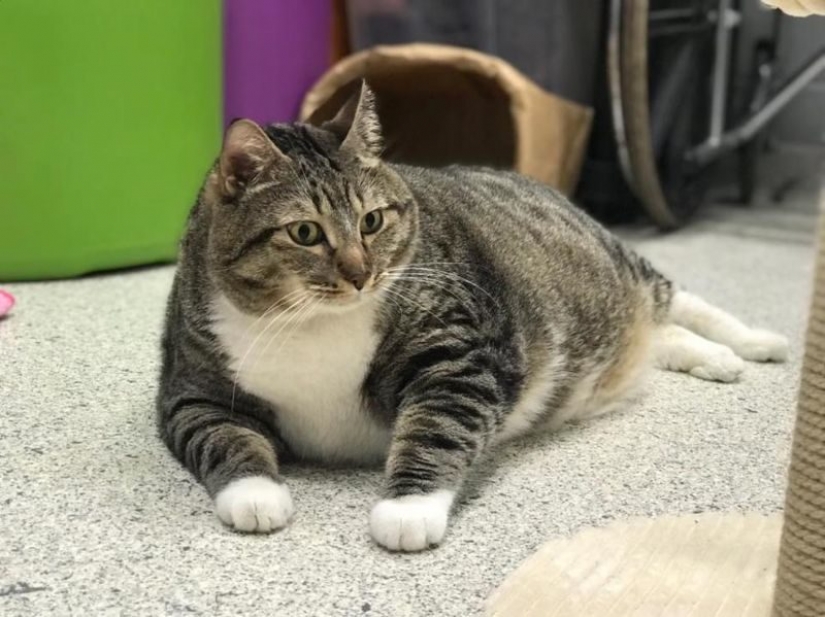 Very fat cat Donut found a new family after the hostess handed him to the shelter