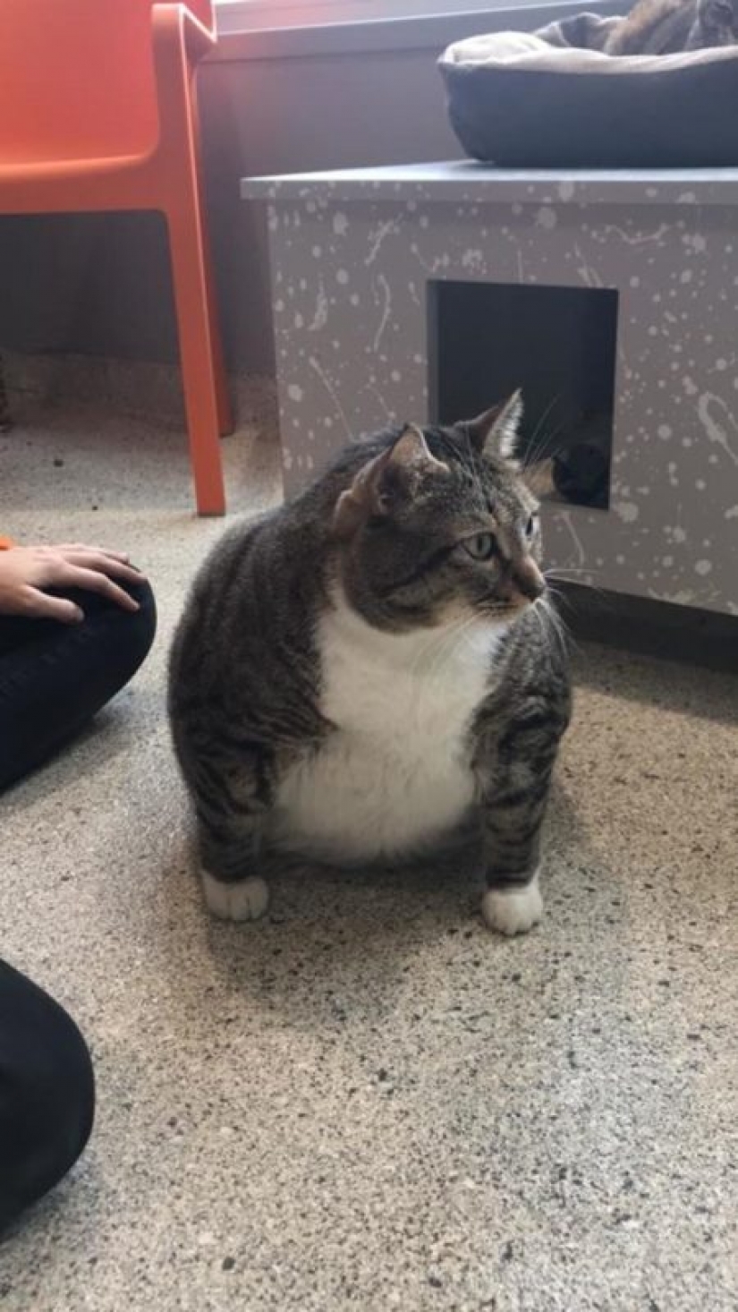 Very fat cat Donut found a new family after the hostess handed him to the shelter