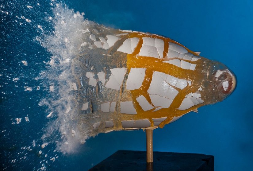 Volar... el cerebro!