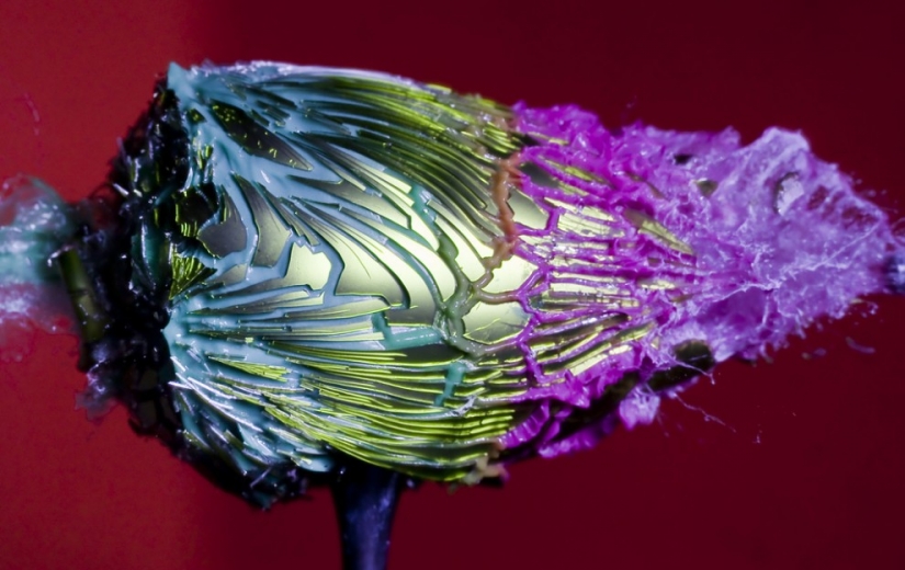 Volar... el cerebro!