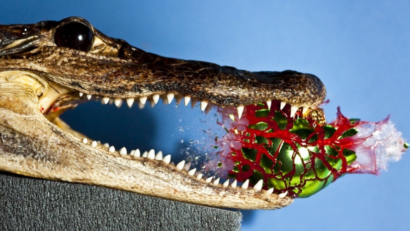 Volar... el cerebro!