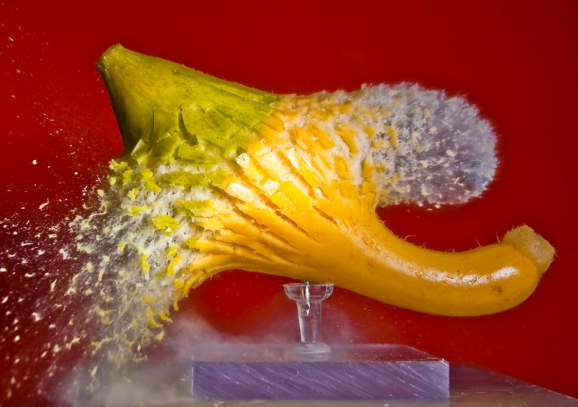 Volar... el cerebro!