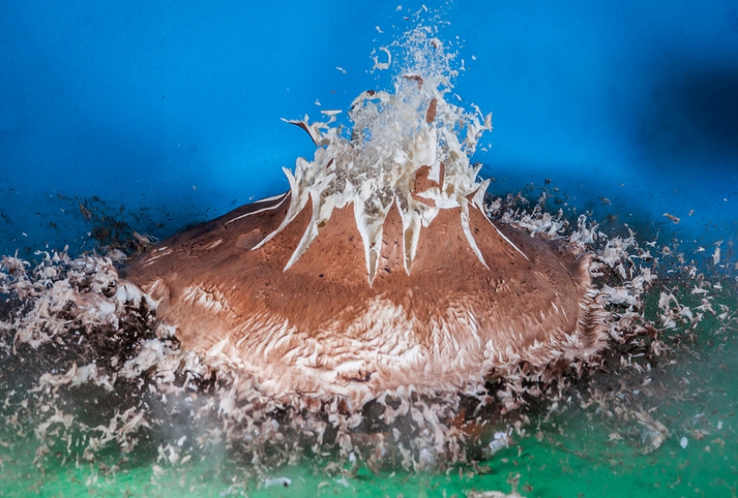 Volar... el cerebro!