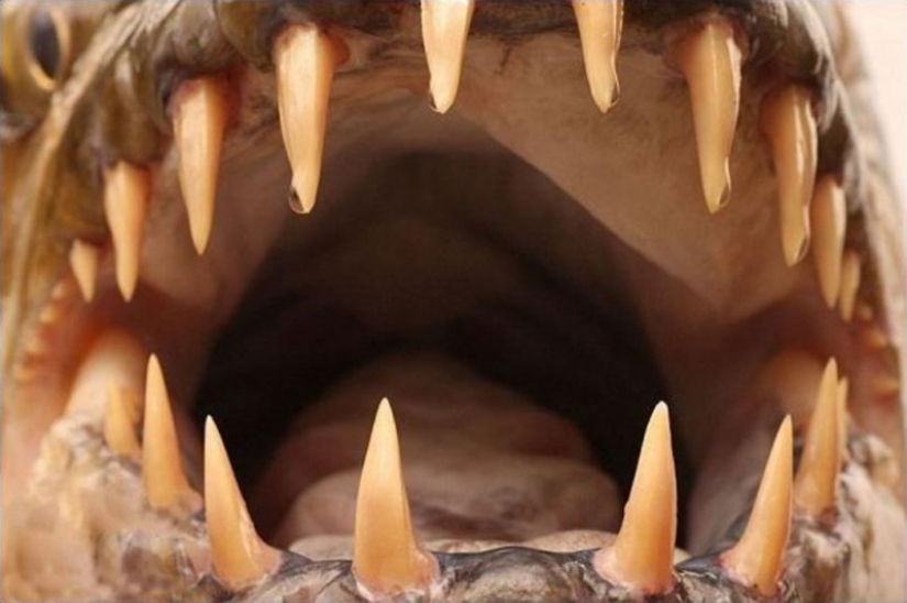 Water monster from Africa — tiger fish Goliath Water monster from Africa — tiger fish Goliath