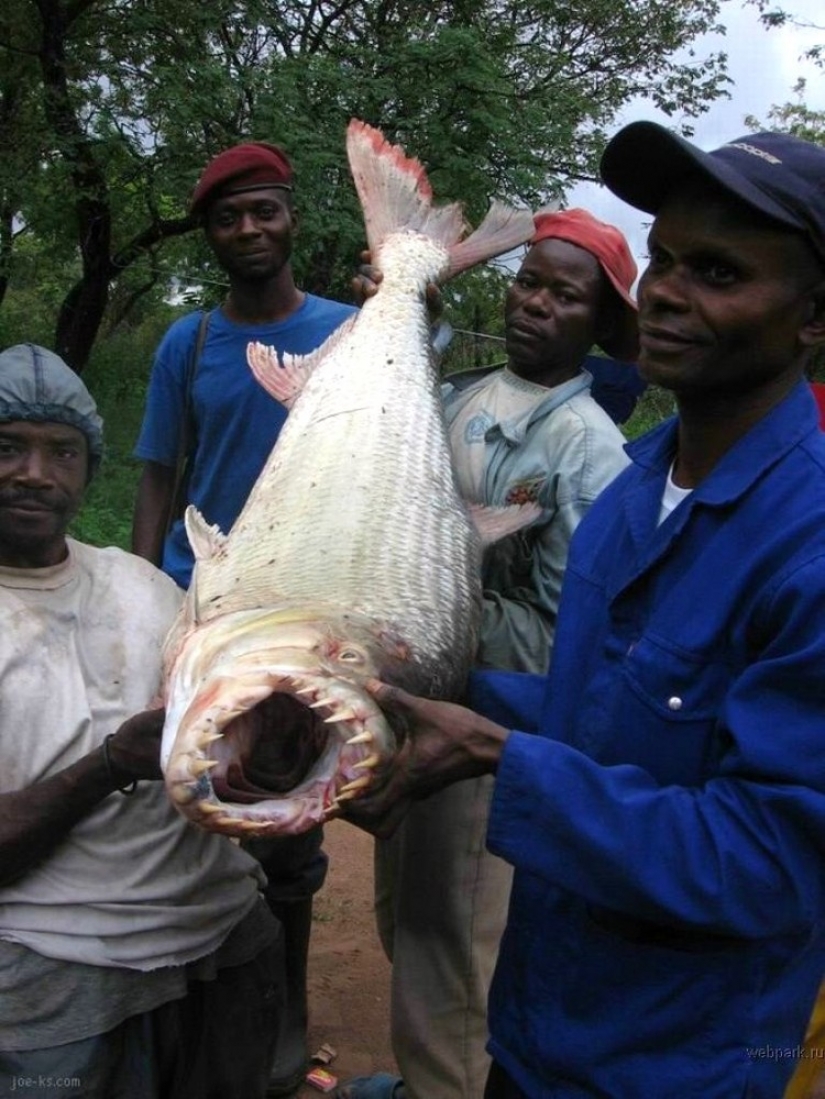 Water monster from Africa — tiger fish Goliath Water monster from Africa — tiger fish Goliath
