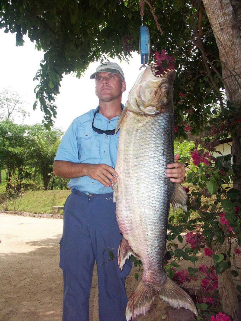 Water monster from Africa — tiger fish Goliath Water monster from Africa — tiger fish Goliath