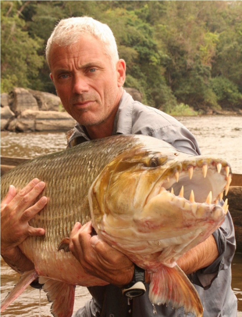Water monster from Africa — tiger fish Goliath Water monster from Africa — tiger fish Goliath
