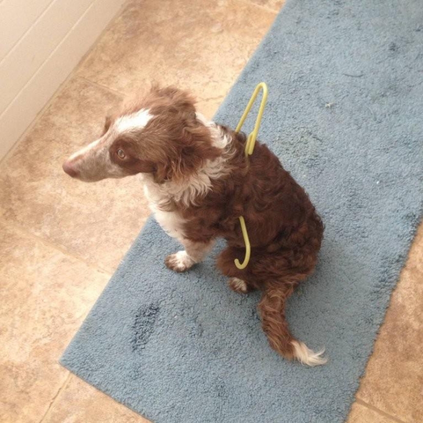 What the dog, when the owners are not home What the dog, when the owners are not home