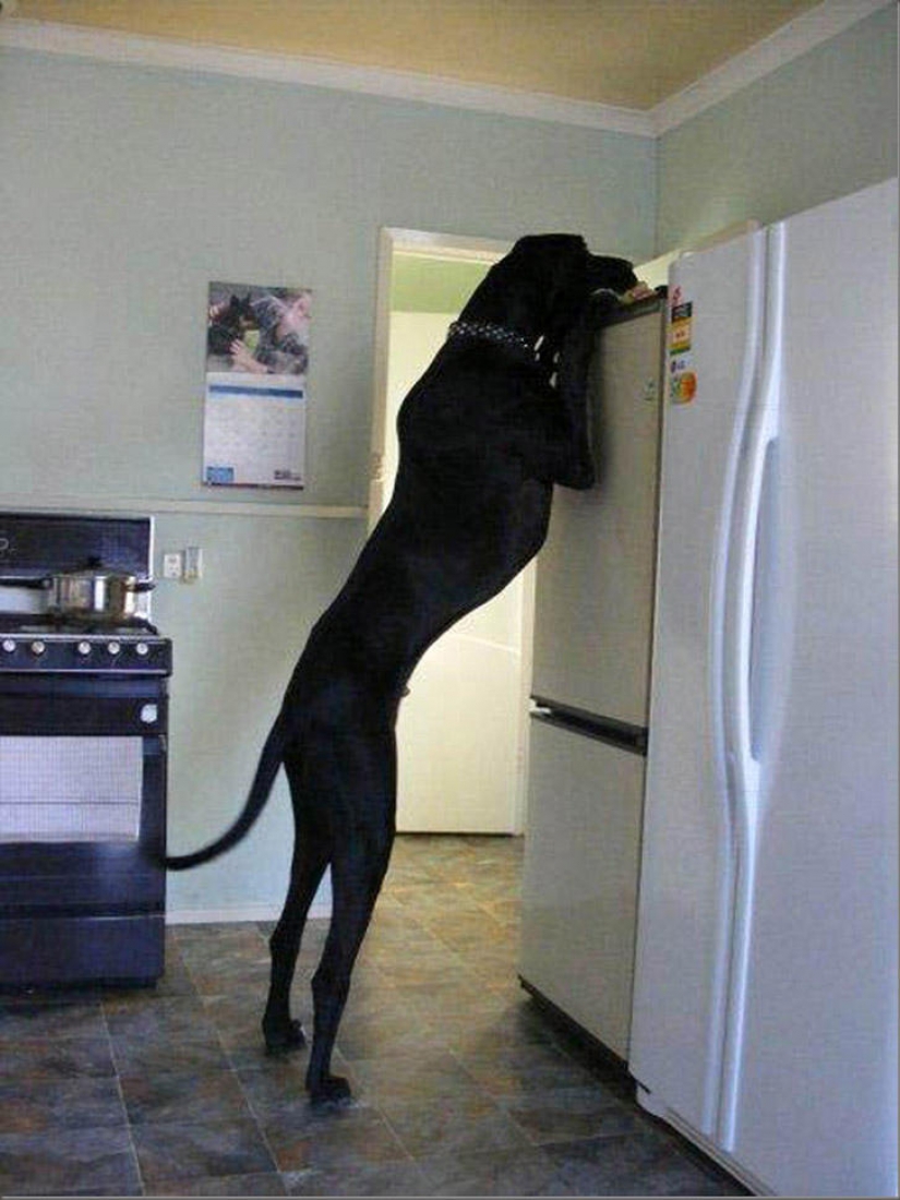 What the dog, when the owners are not home What the dog, when the owners are not home