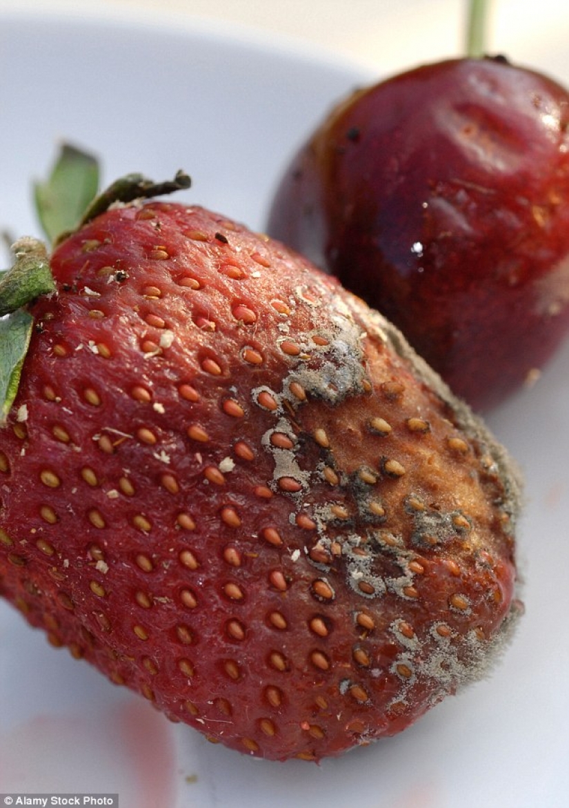 What we eat: the British kept the sweets for 20 years, and they though henna