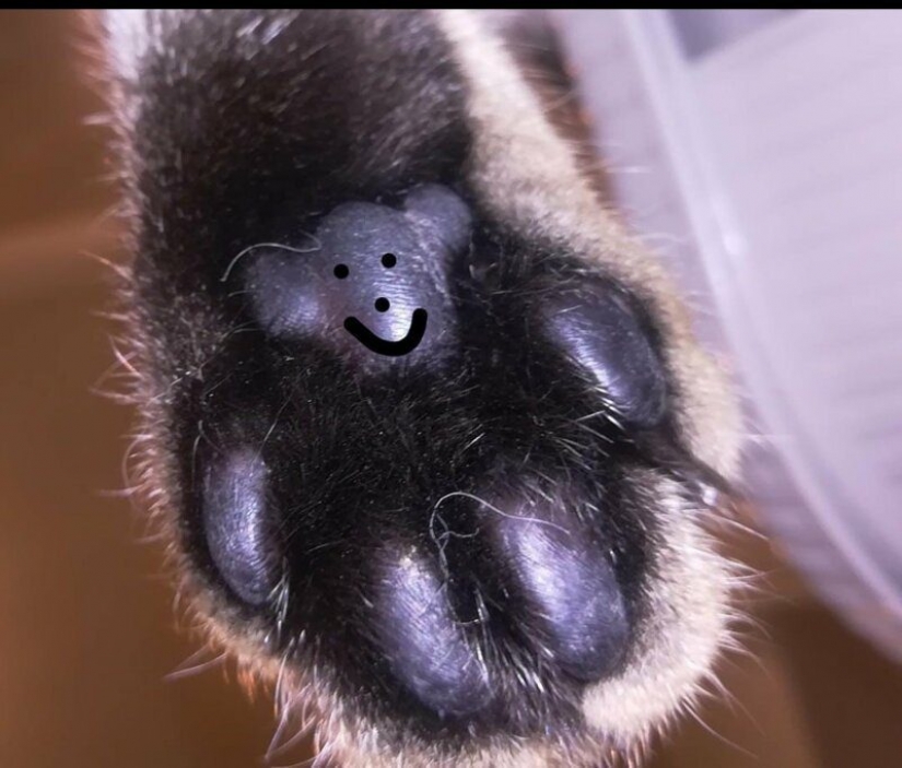 What's the cat's paw? The network is the cutest flash mob of the year What's the cat's paw? The network is the cutest flash mob of the year