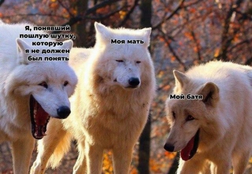 Where did the meme about the laughing wolves Where did the meme about the laughing wolves