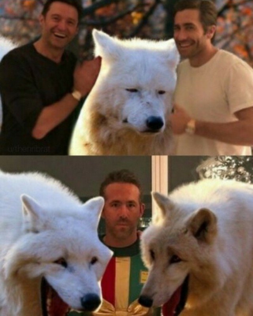 Where did the meme about the laughing wolves Where did the meme about the laughing wolves