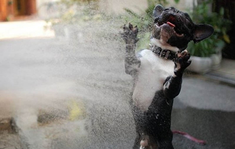 Why cats are better than dogs