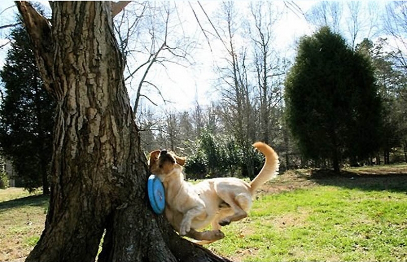 Why cats are better than dogs