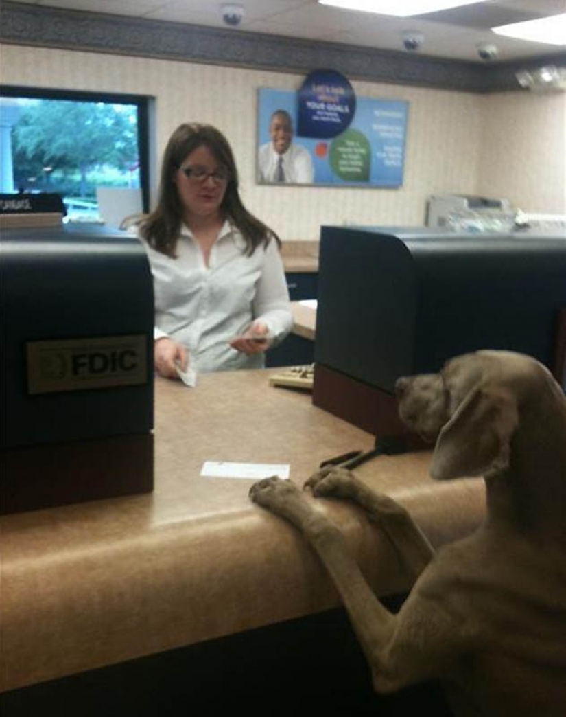 Why cats are better than dogs