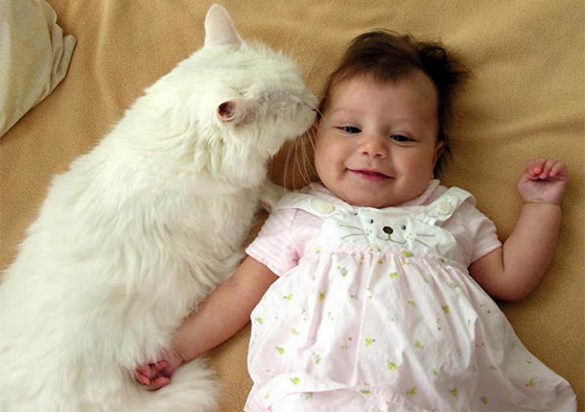 Why cats are better than dogs