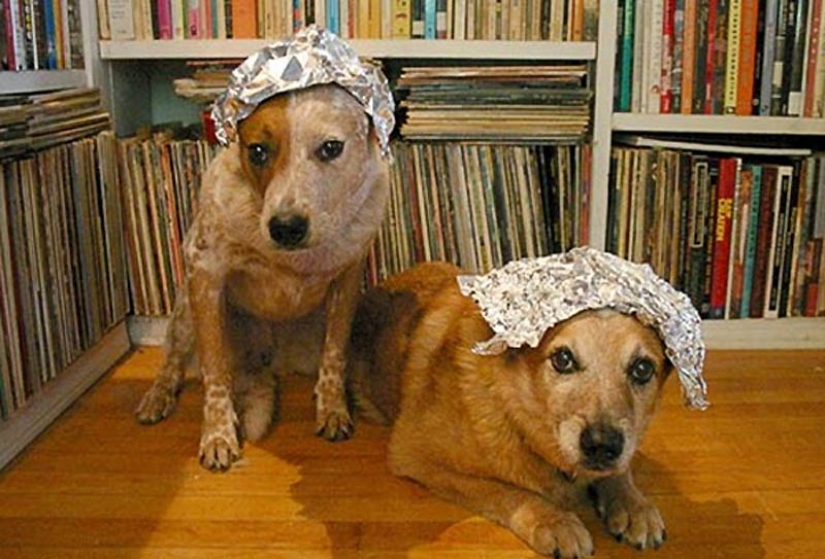 Why cats are better than dogs