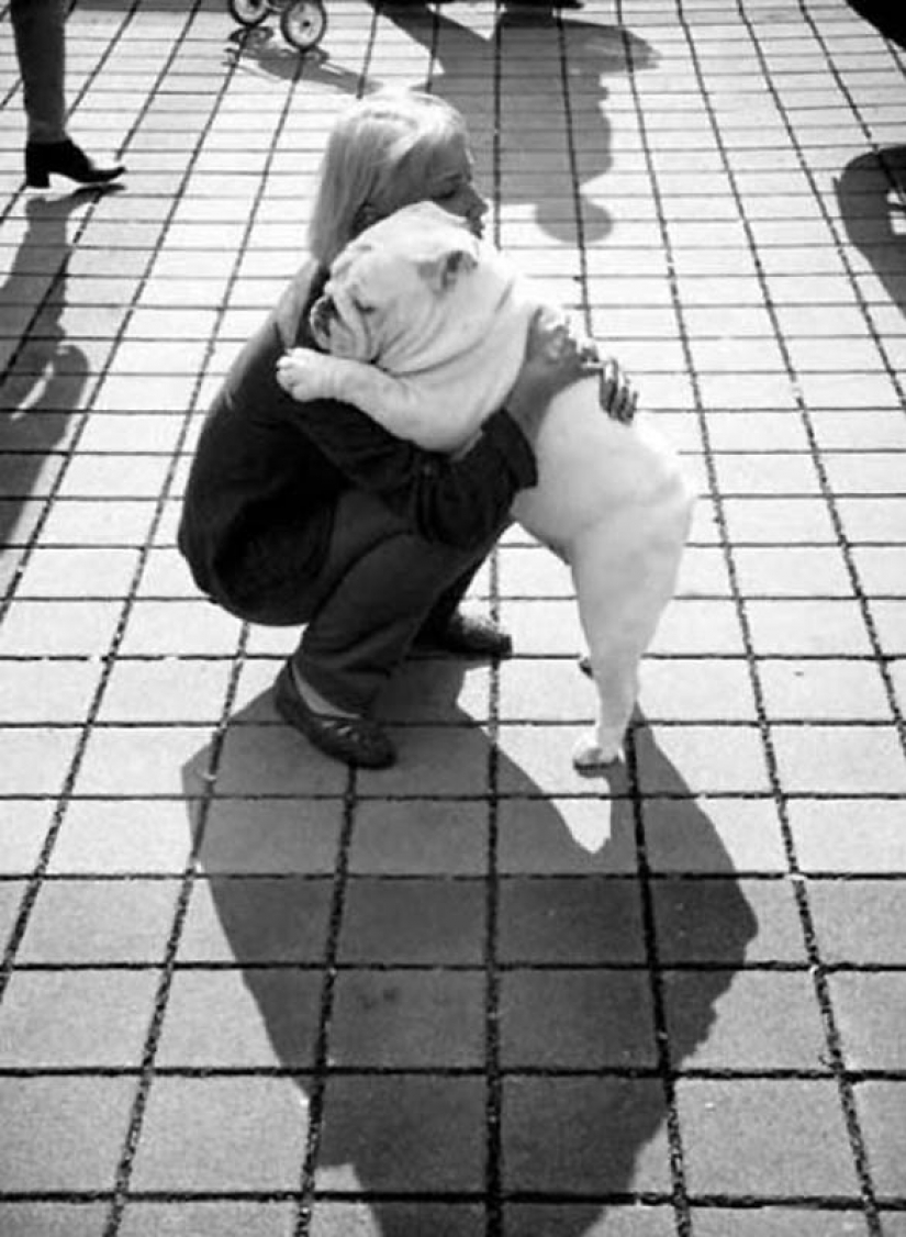 Why cats are better than dogs