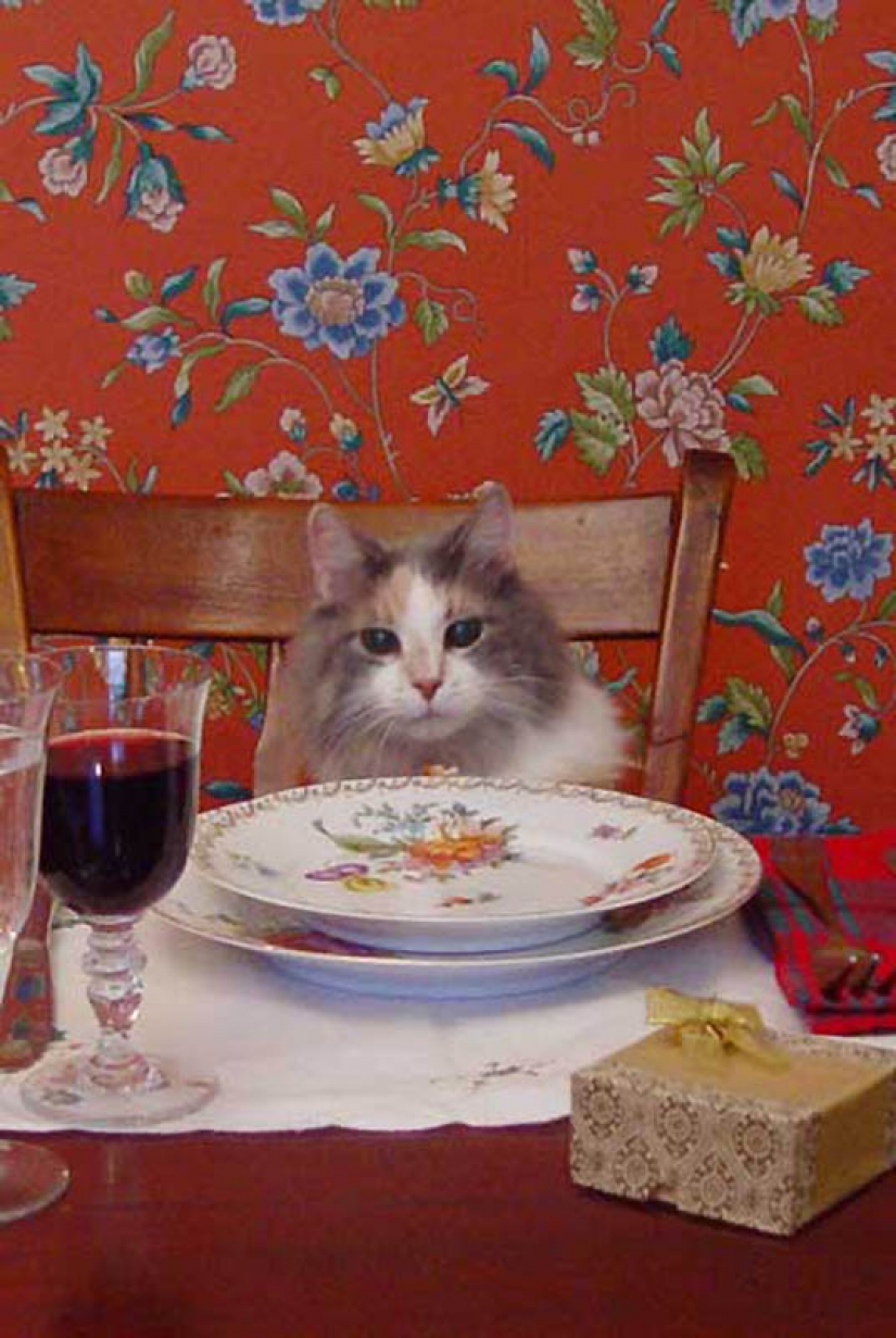 Why cats are better than dogs