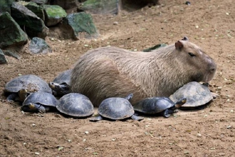 Why do all animals like a capybara