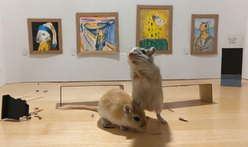 Why in London he opened a tiny art gallery for mice-gerbils