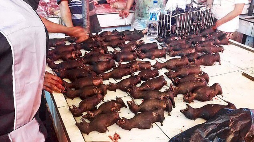 Wild meat: in Indonesia have found a market with bats and rats