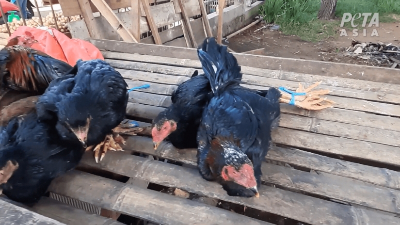 Wild meat: in Indonesia have found a market with bats and rats