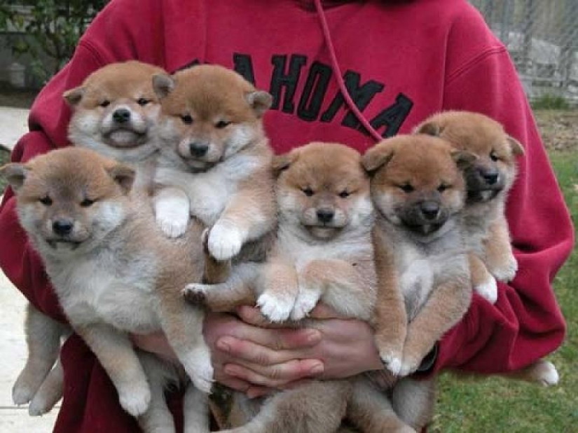 Wonderful dog breed Shiba inu Wonderful dog breed Shiba inu