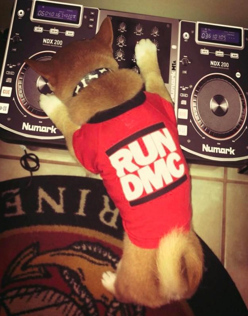 Wonderful dog breed Shiba inu Wonderful dog breed Shiba inu