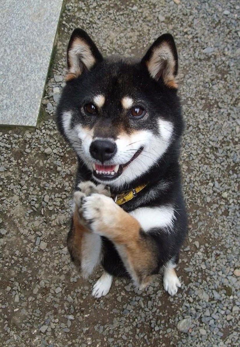 Wonderful dog breed Shiba inu Wonderful dog breed Shiba inu