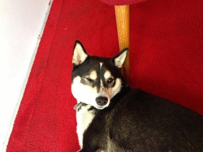 Wonderful dog breed Shiba inu Wonderful dog breed Shiba inu