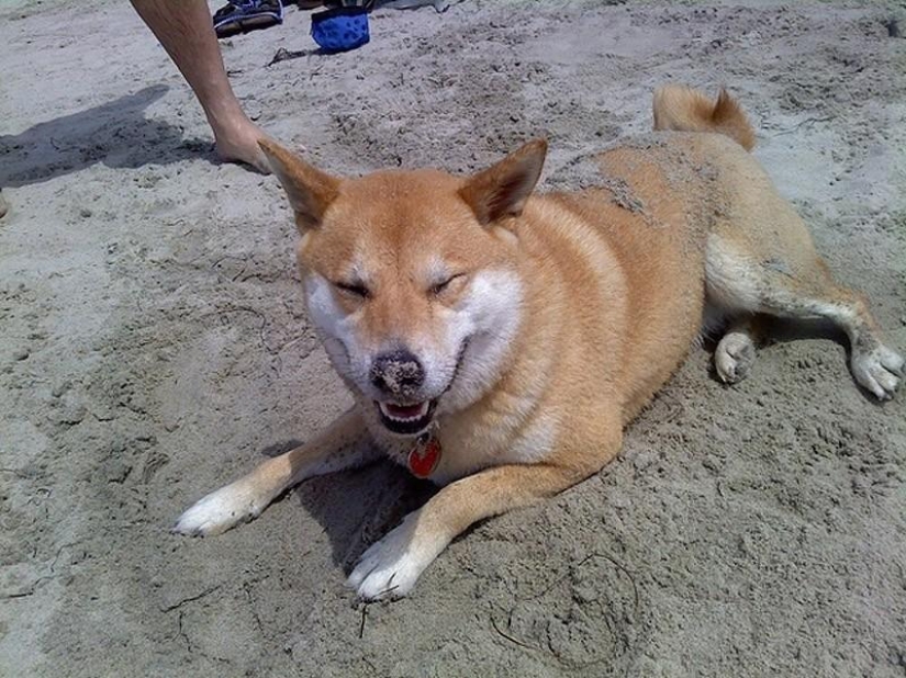 Wonderful dog breed Shiba inu Wonderful dog breed Shiba inu