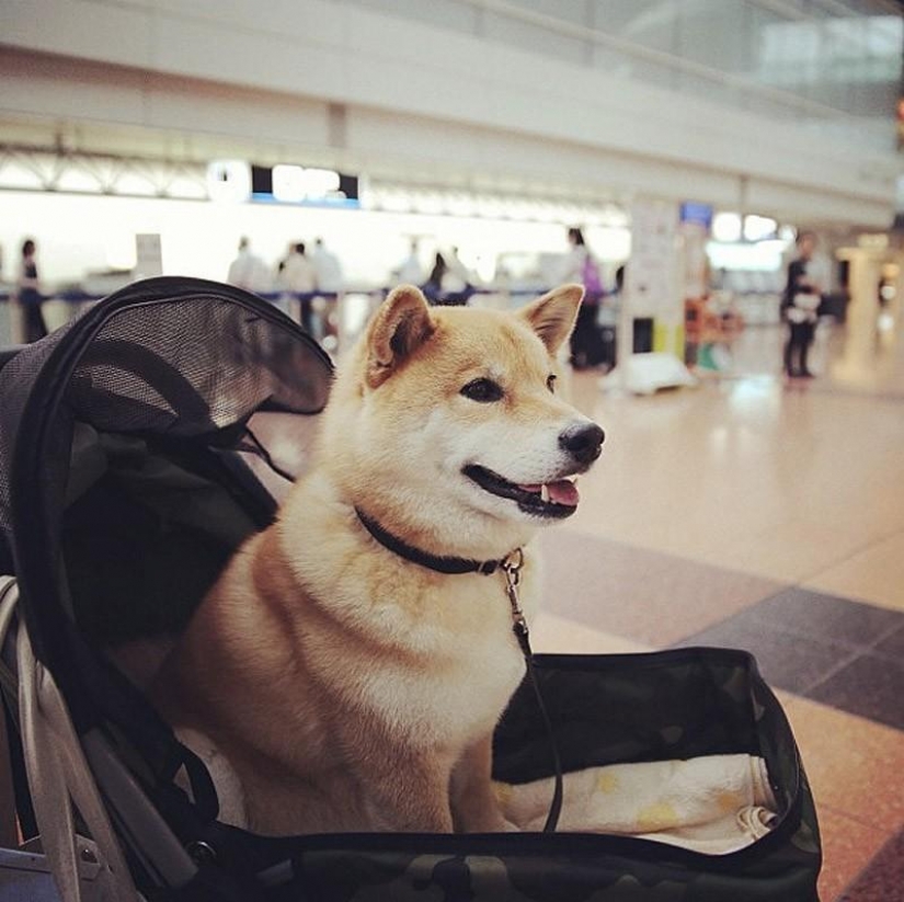 Wonderful dog breed Shiba inu Wonderful dog breed Shiba inu