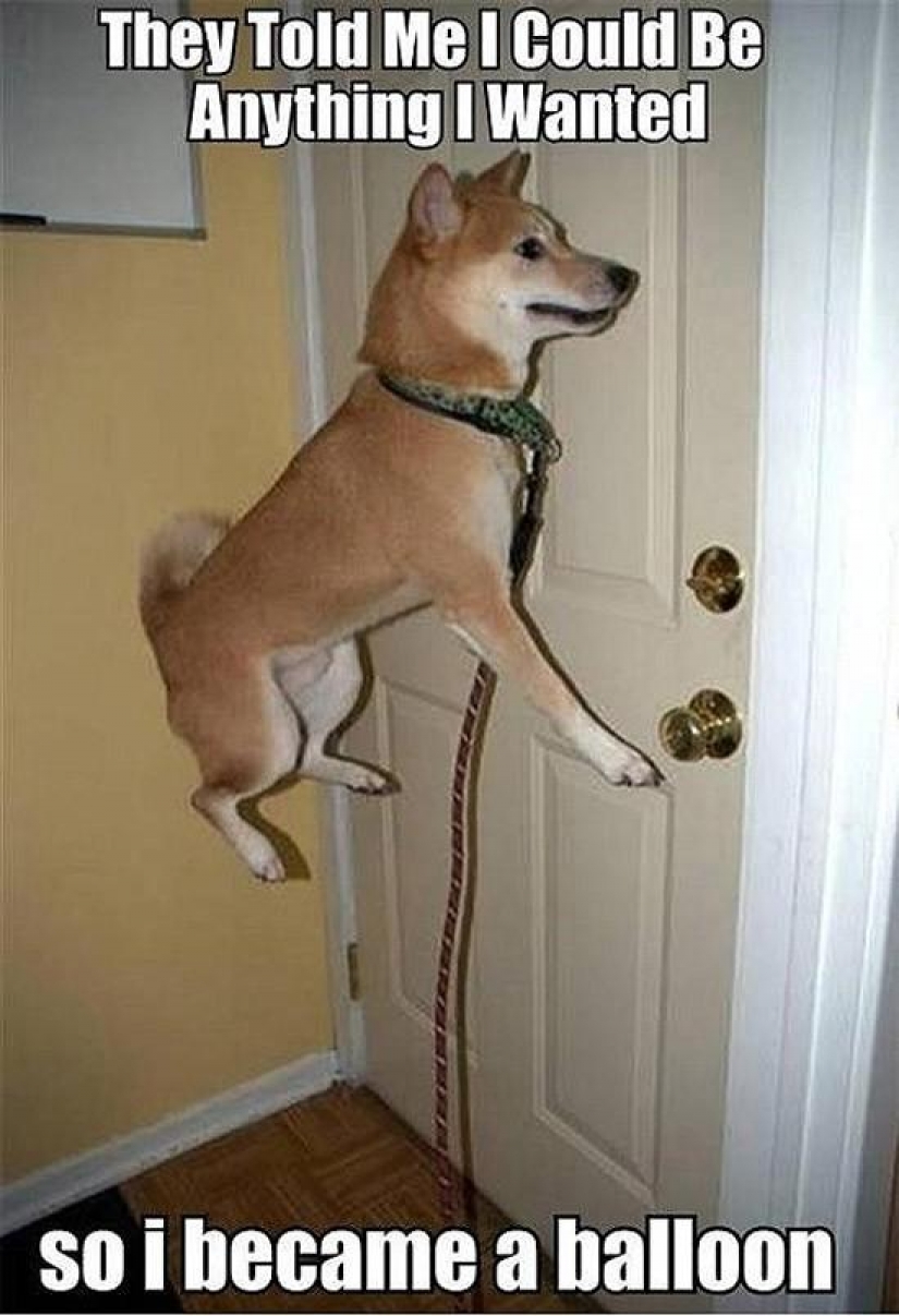 Wonderful dog breed Shiba inu Wonderful dog breed Shiba inu